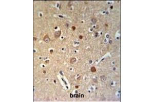 HSA Antibody (Center) (ABIN653722 and ABIN2843031) IHC analysis in formalin fixed and paraffin embedded brain tissue followed by peroxidase conjugation of the secondary antibody and DAB staining. (HSPA12A Antikörper  (AA 398-427))