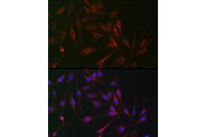 Immunofluorescence (IF) image for anti-Interleukin 6 Signal Transducer (Gp130, Oncostatin M Receptor) (IL6ST) (AA 678-857) antibody (ABIN7268003)