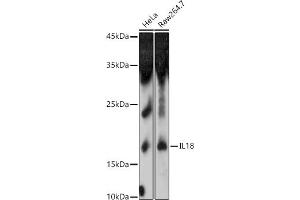 Western blot analysis of extracts of various cell lines, using IL18 antibody (ABIN3021464, ABIN3021465, ABIN3021466 and ABIN1513081) at 1:1000 dilution.
