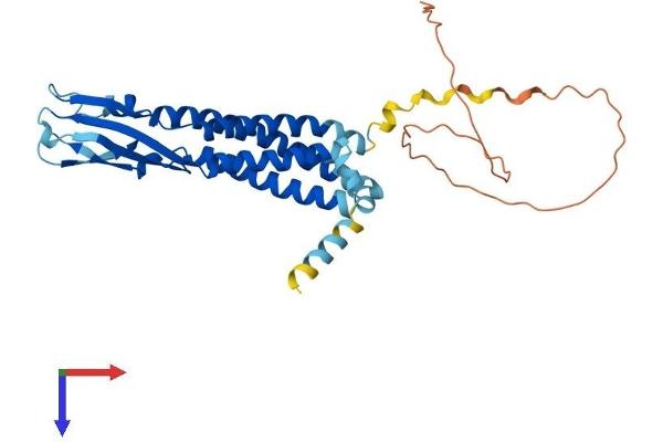 Synaptophysin Protein (SYP) (AA 1-313) (His tag)