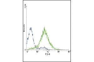 Flow cytometric analysis of CEM cells using EDNRA Antibody (Center) (green histogram) compared to a negative control cell (blue histogram). (Endothelin-1 Receptor Antikörper  (AA 125-154))
