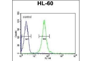 RGR Antibody (Center) (ABIN653851 and ABIN2843113) flow cytometric analysis of HL-60 cells (right histogram) compared to a negative control cell (left histogram). (RGR Antikörper  (AA 265-291))