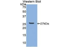 Western Blotting (WB) image for anti-Nectin cell adhesion molecule 3 (NECTIN3) (AA 171-377) antibody (ABIN1860378)