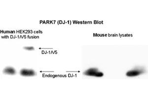 Image no. 1 for anti-Parkinson Protein 7 (PARK7) (AA 150-189), (C-Term) antibody (ABIN363457) (PARK7/DJ1 Antikörper  (C-Term))