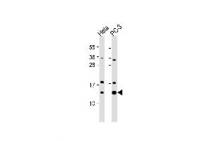 Western Blotting (WB) image for anti-Transcription Elongation Factor B (SIII), Polypeptide 1 (15kDa, Elongin C) (TCEB1) (AA 69-98), (C-Term) antibody (ABIN5536079)