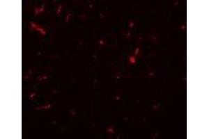 Immunofluorescence (IF) image for anti-Sirtuin 1 (SIRT1) (N-Term) antibody (ABIN1031567) (SIRT1 Antikörper  (N-Term))
