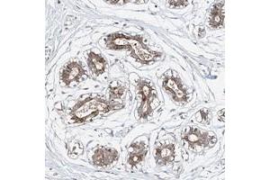 Immunohistochemical staining of human breast with LACE1 polyclonal antibody  shows distinct cytoplasmic positivity in glandular cells.