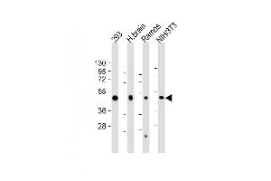 All lanes : Anti-FLOT2 Antibody (C-Term) at 1:2000 dilution Lane 1: 293 whole cell lysate Lane 2: human brain lysate Lane 3: Ramos whole cell lysate Lane 4: NIH/3T3 whole cell lysate Lysates/proteins at 20 μg per lane. (Flotillin 2 Antikörper  (AA 322-356))