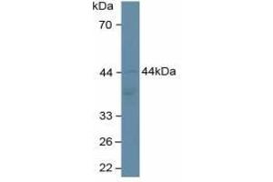 Detection antibody from the kit in WB with Positive Control:  Sample Human hela cells. (Adiponectin Receptor 2 ELISA Kit)