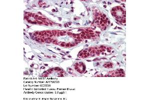 Immunohistochemistry with Human Breast tissue at an antibody concentration of 5. (NKRF Antikörper  (Middle Region))