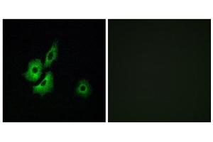 Immunofluorescence analysis of A549 cells, using OR4D1 antibody. (OR4D1 Antikörper  (C-Term))