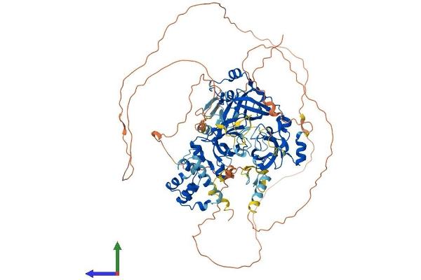 L3MBTL3 Protein (AA 1-883) (His tag)