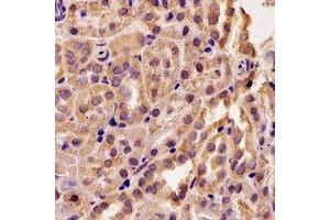 Immunohistochemical analysis of RMDN3 staining in rat kidney formalin fixed paraffin embedded tissue section. (RMDN3 Antikörper)