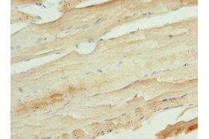 Immunohistochemistry of paraffin-embedded human skeletal muscle tissue using ABIN7174388 at dilution of 1:100 (UFD1L Antikörper  (AA 1-307))