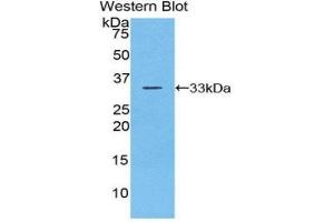 Western Blotting (WB) image for anti-Checkpoint Kinase 1 (CHEK1) (AA 194-446) antibody (ABIN3202371) (CHEK1 Antikörper  (AA 194-446))