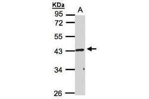 WB Image Sample(30 ug whole cell lysate) A:HeLa S3, 10% SDS PAGE antibody diluted at 1:1000 (RELT Antikörper  (Center))