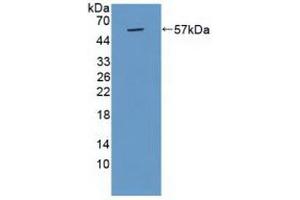 Western Blotting (WB) image for anti-Cathepsin G (CTSG) (AA 21-255) antibody (ABIN7435688)