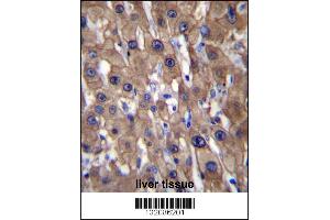 MAT1A Antibody immunohistochemistry analysis in formalin fixed and paraffin embedded human liver tissue followed by peroxidase conjugation of the secondary antibody and DAB staining. (MAT1A Antikörper  (N-Term))