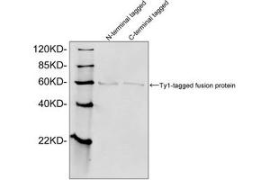 Western blot analysis of Ty1 tagged fusion proteins expressed in E. (Ty1 Tag Antikörper)
