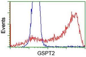 HEK293T cells transfected with either RC206259 overexpress plasmid (Red) or empty vector control plasmid (Blue) were immunostained by anti-GSPT2 antibody (ABIN2454693), and then analyzed by flow cytometry. (GSPT2 Antikörper)