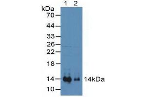 Western blot analysis of (1) Mouse Heart Tissue and (2) Mouse Kidney Tissue. (CXCL12 Antikörper  (AA 23-89))