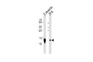 Western blot analysis of lysates from zebra fish muscle tissue lysate and ZF4 cell line (from left to right), using (DANRE) ba2 Antibody (Center) Azb18700c. (Bone Area 2 Antikörper  (AA 71-104))