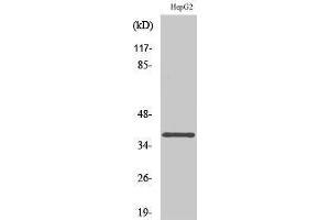 Western Blotting (WB) image for anti-Calcium Channel, Voltage-Dependent, gamma Subunit 7 (CACNG7) (C-Term) antibody (ABIN3175878) (CACNG7 Antikörper  (C-Term))