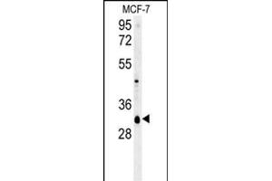 VTI1B Antibody (Center) (ABIN657873 and ABIN2846829) western blot analysis in MCF-7 cell line lysates (35 μg/lane). (VTI1B Antikörper  (AA 59-86))