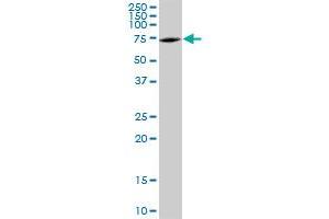 DDX5 MaxPab polyclonal antibody. (DDX5 Antikörper  (AA 1-614))