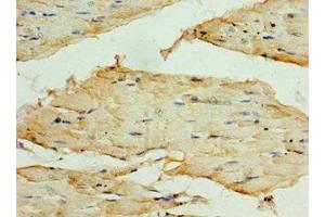 Immunohistochemistry of paraffin-embedded human skeletal muscle tissue using ABIN7171728 at dilution of 1:100 (TRF1 Antikörper  (AA 260-439))