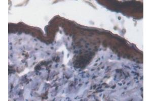 Immunohistochemistry (IHC) image for anti-Glutaredoxin 3 (GLRX3) (AA 73-320) antibody (ABIN7443266)