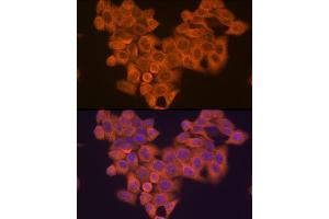 Immunofluorescence (IF) image for anti-Phosphoinositide 3-kinase Regulatory Subunit 4 (PIK3R4) antibody (ABIN7269322)