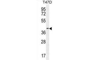 Western Blotting (WB) image for anti-Fibulin 7 (FBLN7) antibody (ABIN2996070)