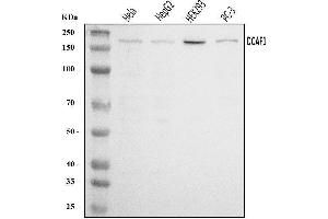 Western blot analysis of VPRBP/DCAF1 using anti-VPRBP/DCAF1 antibody (ABIN7602005). (DDB1 and CUL4-Associated Factor 1 (DCAF1) (AA 540-861) Antikörper)