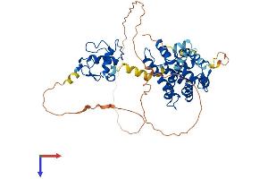 Retinoid X Receptor gamma Protein (AA 1-463) (His tag)