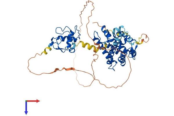 Retinoid X Receptor gamma Protein (AA 1-463) (His tag)