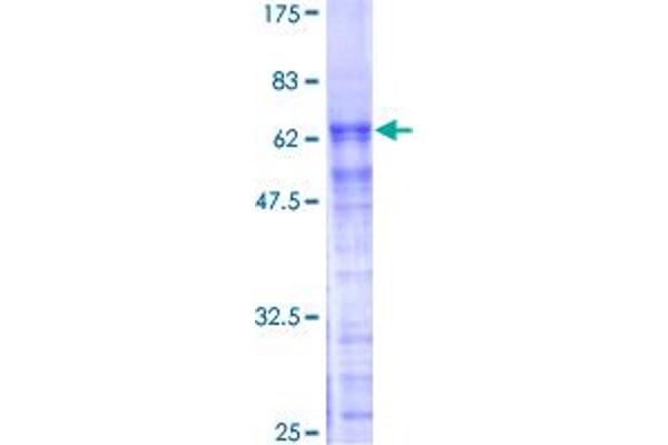 PRPF40A Protein (AA 1-215) (GST tag)