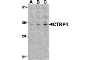 Western Blotting (WB) image for anti-Complement C1q Tumor Necrosis Factor-Related Protein 4 (C1QTNF4) (C-Term) antibody (ABIN1030347) (C1QTNF4 Antikörper  (C-Term))