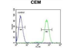 Flow cytometric analysis of CEM cells (right histogram) compared to a negative control cell (left histogram) using NFKBIL1  Antibody , followed by FITC-conjugated goat-anti-rabbit secondary antibodies. (NFKBIL1 Antikörper  (Middle Region))