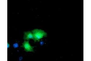 Anti-DTYMK mouse monoclonal antibody (ABIN2455029) immunofluorescent staining of COS7 cells transiently transfected by pCMV6-ENTRY DTYMK (RC201228). (DTYMK Antikörper)
