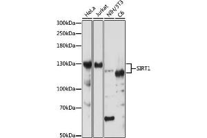 Western blot analysis of extracts of various cell lines, using SIRT1 antibody (ABIN7270322) at 1:1000 dilution. (SIRT1 Antikörper)