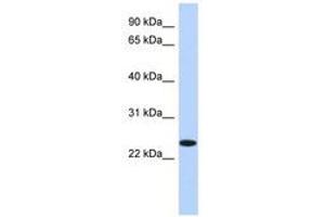 Image no. 1 for anti-Na+/K+ Transporting ATPase Interacting 4 (NKAIN4) (N-Term) antibody (ABIN6741227) (NKAIN4 Antikörper  (N-Term))
