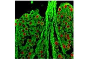 Immunofluorescence (IF) image for anti-RNA Binding Protein, Fox-1 Homolog 3 (RBFOX3) antibody (ABIN953655) (NeuN Antikörper)
