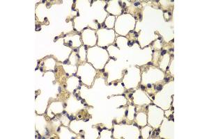 Immunohistochemistry of paraffin-embedded mouse lung using IFRD1 antibody (ABIN4904013) at dilution of 1:100 (40x lens). (IFRD1 Antikörper)