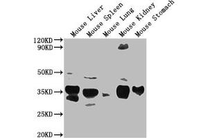 Western Blot Positive WB detected in: Mouse Liver tissue, Mouse Spleen tissue, Mouse Lung tissue, Mouse Kidney tissue, Mouse Stomach tissue All lanes: Fgf15 antibody at 1:2000 Secondary Goat polyclonal to rabbit IgG at 1/50000 dilution Predicted band size: 26 kDa Observed band size: 26 kDa (FGF15 Antikörper  (AA 26-218))