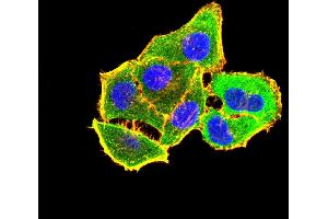 Immunofluorescence (IF) image for anti-Endothelial PAS Domain Protein 1 (EPAS1) (AA 680-870) antibody (ABIN7193981)