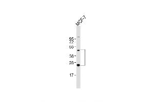 Western Blot at 1:2000 dilution + MCF-7 whole cell lysate Lysates/proteins at 20 ug per lane. (HABP2 Antikörper  (C-Term))