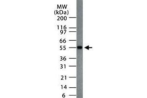 Western blot analysis of MBD1 in HeLa cell lysate with MBD1 polyclonal antibody . (MBD1 Antikörper  (AA 98-113))