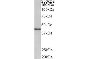 Western Blotting (WB) image for anti-Cyclin D-Type Binding-Protein 1 (CCNDBP1) (AA 322-333) antibody (ABIN1100483) (CCNDBP1 Antikörper  (AA 322-333))