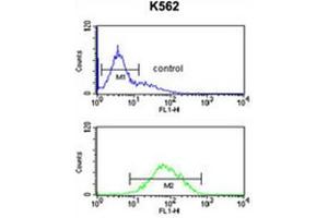 ANKH Antibody (C-term) flow cytometric analysis of K562 cells (bottom histogram) compared to a negative control cell (top histogram).